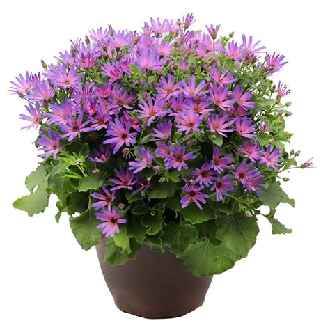 Senetti magic coral